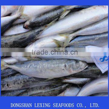 Seafood frozen round scad fish(decapterus macarellus)