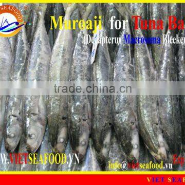 FROZEN MUROAJI FOR TUNA BAIT photo-3