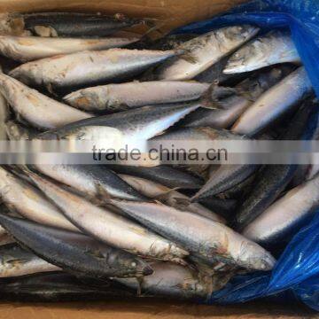 BQF Fresh New Caught Size 200-300 Sea Frozen Pacific Mackerel photo-2