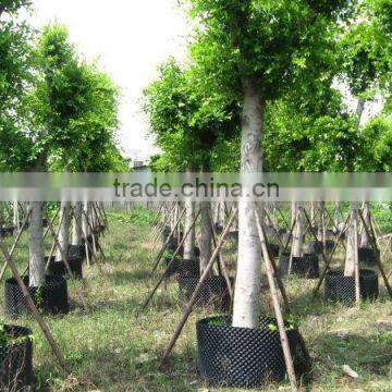 Ficus Nitida Landscaping Trees for Outdoor photo-2