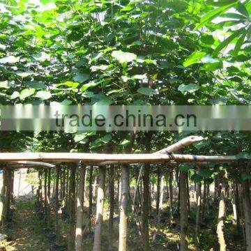 Hibiscus Tiliaceus Trees photo-6