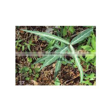 Hemidesmus Indicus photo-2