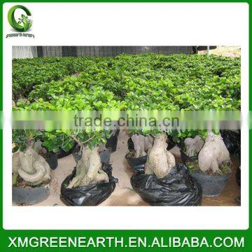 Ginseng Ficus 150g