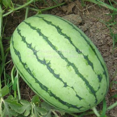 Planting f1 Hybrid Fruit Seed Watermelon Seeds photo-2