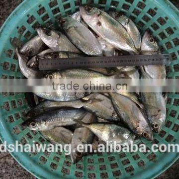 China Export Frozen Selar curmenophthalmus with size 6 - 8 pcs / kg