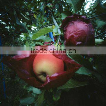 Hot Selling Apple Growing Paper Bag photo-5