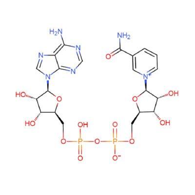 NAD β-Nicotinamide Adenine Dinucleotide//β-NAD photo-3