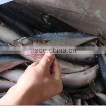 Frozen Pacific Mackerel WR 100-150g Mackerel Fish