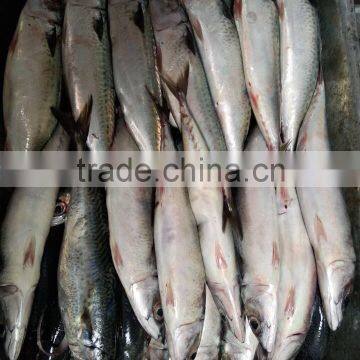 400-600G Frozen Pacific Mackerel Scomber Japonicus