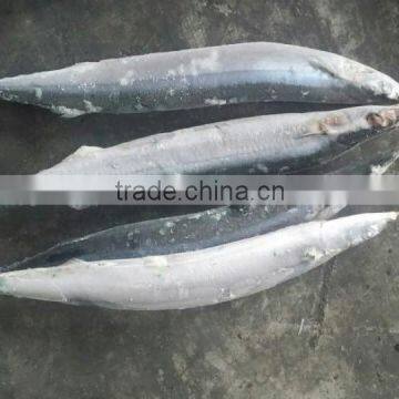 FROZEN PACIFIC SAURY WHOLE ROUND photo-5