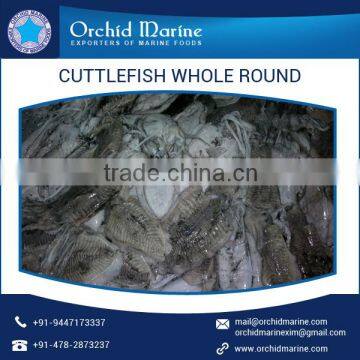 Top Selling Frozen Cuttlefish Whole Round from Top Ranked Exporter