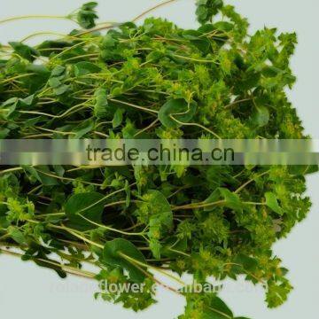 the hot selling fresh cut leaves to the global disribution