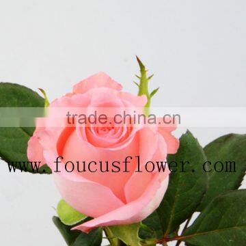 Home Decoration Fresh Cut Tube Flower Pink Flower Box Rose From Yunnan