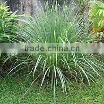 Lemon Grass