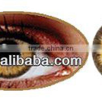 Eclipse brown wholesale korean cosmetics colored contact lenses