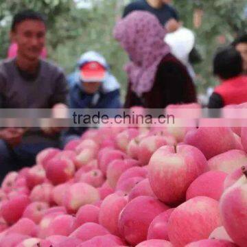 best price China red fuji apples