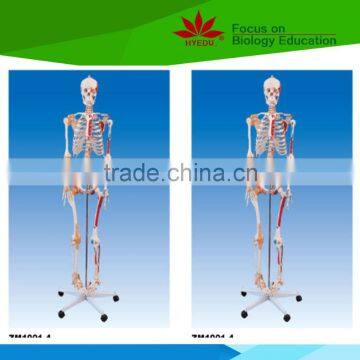 With colored muscle and ligament adult whole body skeleton model for student or doctor