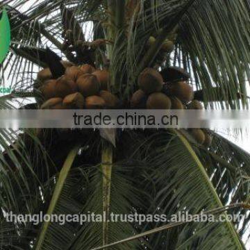 Smokeless high calorific value coconut shell charcoal