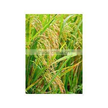 COLOR WHITE JAPONICA MONGOLIA RICE 5% BROKEN - CROP 2016