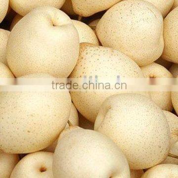 Ya pear From China New Crop