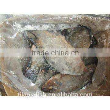 High quality black tilapia whole round frozen