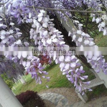 Wisteriasinensis Flower seeds Purple Wisteria Sinensis Seeds Fragrant Flowers for growing