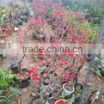 Malus Spectabilis Seedling Tree