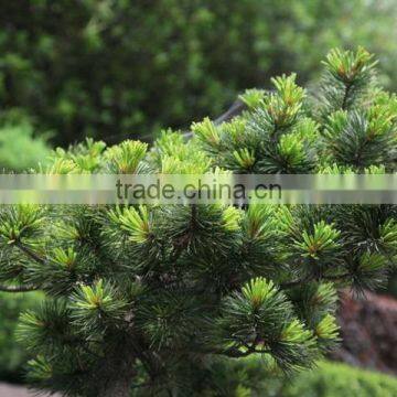 The Decoration Plant Pinus Parviflora Seedling