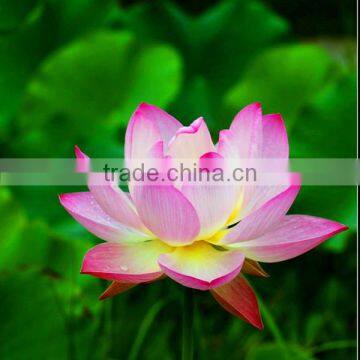 Wholesale cheap lotus flower led light