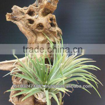 Tillandsia Air Plant