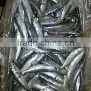 Frozen Sardine for Bait or for Canning Factory