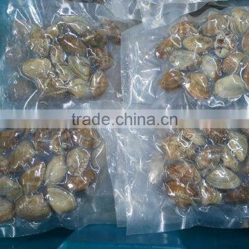 Frozen shellfish sea shells yellow clam and frozen cooked clam meat