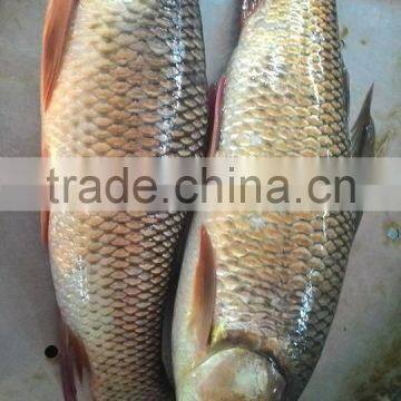 Rohu fish/ ruhu fish/ roho labeo/ Labeo rohita