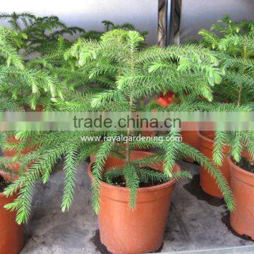 Araucaria Cunninghamii photo-3