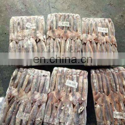 Frozen Argentina Illex Squid Frozen Illex Squid Price photo-5