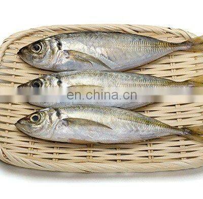 Маленькие глазки, замороженные скумбрии