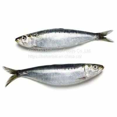 Sardine Fish Export Frozen Sardine Fish Whole Round Frozen Sardine Fish