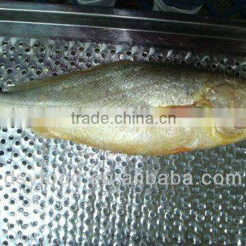 New Season Yellow Croaker Fish Price Frozen Yellow Coraker Fish