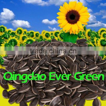 new crop chinese black sunflower seeds 363