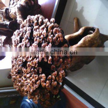 Natural LingZhi From Own Farm;For Show; for Eat; for Tea;Ganoderma Lucidum;China Traditional Medical; photo-3
