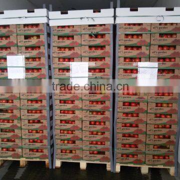 (HOT) Fresh Tomatoes for Sale