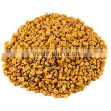 Fenugreek photo-3