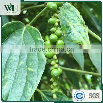 Cambodia Kosher Black Pepper for Importers 550gl 500gl photo-4