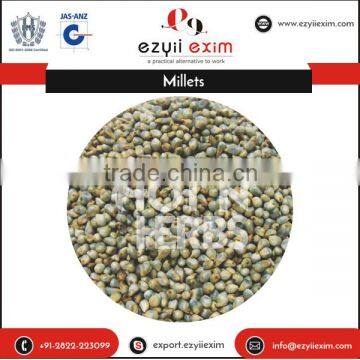 APEDA Certified White Millet from Reputed Supplier at Low Rate