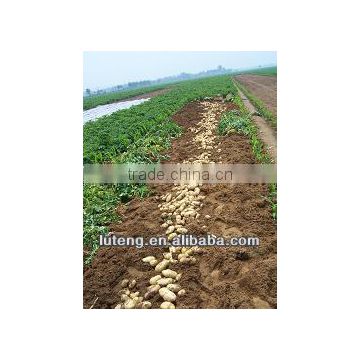 fresh and sweet potatoes with best price for sale