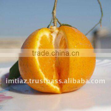 2016 Special Mandarin Offer - Pakistani Kinnow