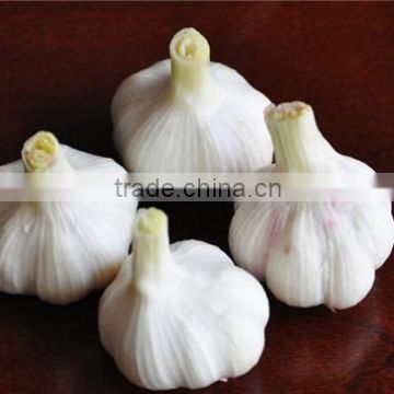 ISO 9001 fresh white garlic