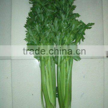 fresh celery(shandong)