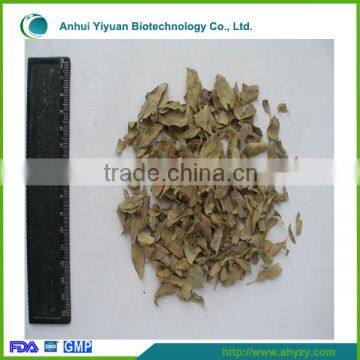 Supply high quality dried apocynum venetum leaf( Luo bu ma ye)