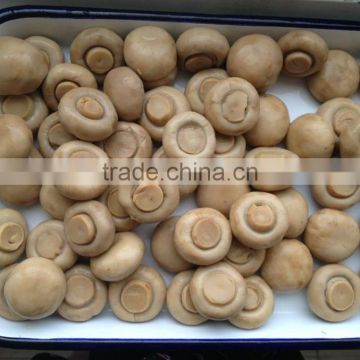 china canned champignon mushroom p&s fresh canned champignon champignon button mushroom